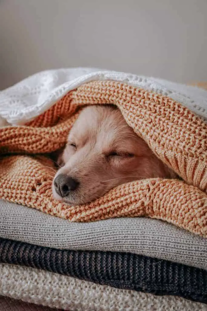 brown short coated dog covered with orange and white blanket